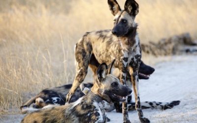 The African Wild Dog: An Ambassador for the World’s Largest Transboundary Conservation Area