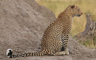 Understanding and manipulating the spatial movements of leopards (Panthera pardus)