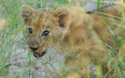 Female lions gave birth to their cubs