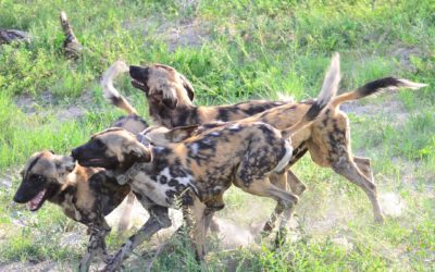REVEALING THE SECRET LIFE OF WILD DOGS