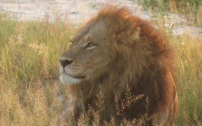 Investigating the role of long-distance roaring and scent marking in the social interactions of lions (Panthera leo)